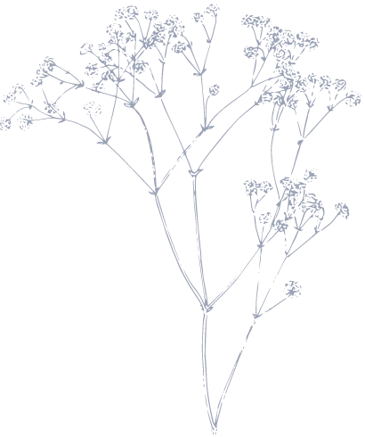 Rappresentaione artistica di un ramoscello di nebiolina